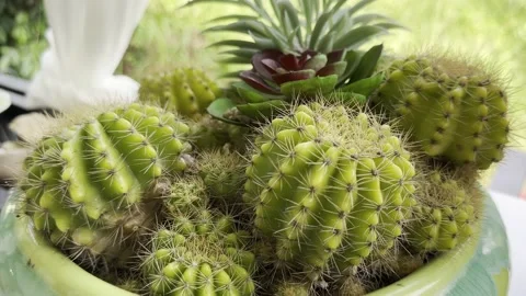 Group of various indoor cacti and succulent plants in pots, composition Stock Footage 233275234