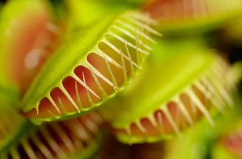Group of Venus flytraps Stock Photos