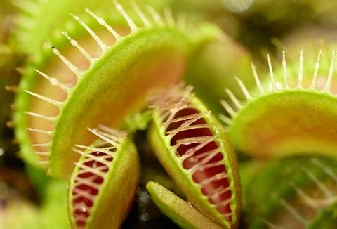 Group of Venus flytraps Stock Photos