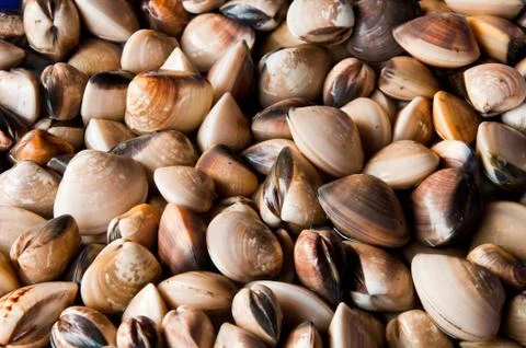 The group of venus shell Foto stock