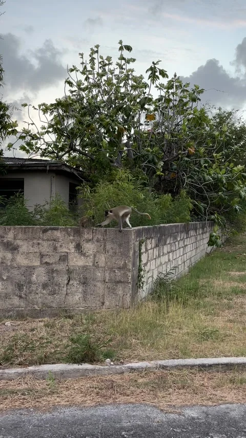 Group of vervet monkeys jumping along wall in tropical setting, 9:16 vertical Stock Footage 332865552