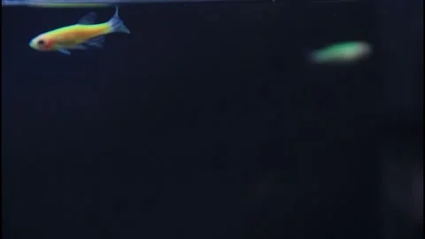 Group of vibrant long fin danio fish moving smoothly in a clean aquarium tank Stock Footage 325640330
