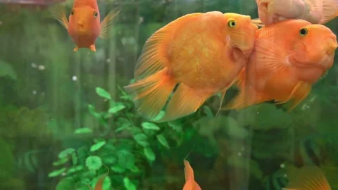 A group of vibrant orange cichlid fish swimming in a clear aquarium. Green Stock Footage 327133820