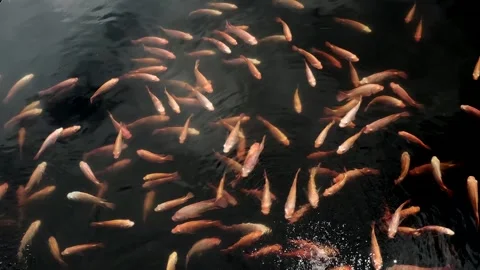 A group of vibrant ornamental fish, including koi and goldfish varieties, s.. Stock Footage 333819696