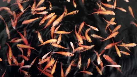 A group of vibrant ornamental fish, including koi and goldfish varieties, s.. Stock Footage 333819697