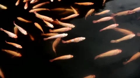 A group of vibrant ornamental fish, including koi and goldfish varieties, s.. Stock Footage 333819700