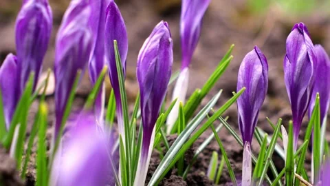Group of vibrant purple crocus flower buds emerging from dark soil in a gar.. 库存影片 339850795