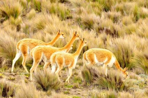 A group of vicunas Stock Photos