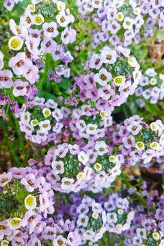 Group of violet flowers with tiny petals Stock Photos