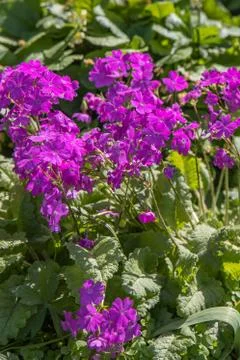 Group of violet primula or primrose flowers grows on a green background of le Stock Photos
