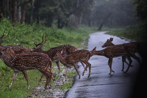 A group of visayan spotted deers or axis deers crossing a road in a lush jung Stock Photos