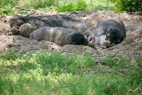 Group of Visayan warty pigs resting in the dirt during summer at Bratislava Z Stock Photos