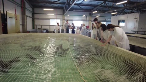 Group visit to a fish farming facility in Norway, observing aquatic life and lea Stock Footage 344760116
