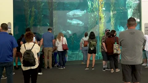 A group of visitors observe a large fish tank at Aquarium of the Pacific Stock Footage 199342620