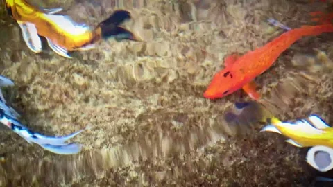 Group of vividly colored koi fish gracefully swim in a serene pond. Their v.. Stock Footage 288333585
