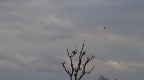 A group of vultures circle overhead a tree with other vultures Video stock 36485993