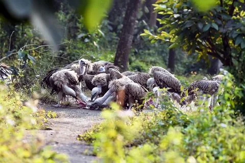Group Of Vultures Feeding On Carcass On Forest Path In Dense Greenery Stock Photos