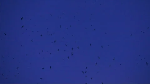 Group of vultures flying on the blue sky in the evening  Stock Footage 132000946