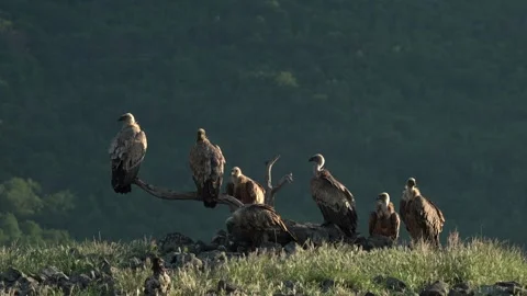 Group of vultures. Griffon Vulture, Gyps fulvus, big birds of prey sitting on ro Stock Footage 310172753