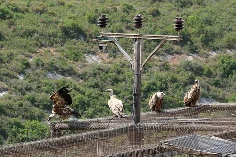 Group of vultures perched on a mesh structure on a forest background Foto stock
