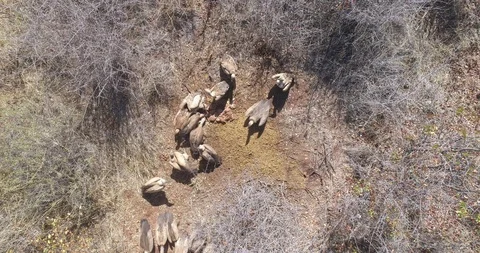 Group of vultures pulling apart scraps of meat in vertical aerial shot Video stock 95910379