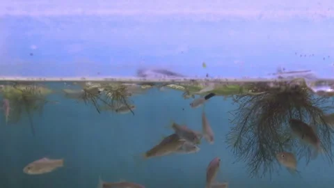 A group of wader pari fish (Rasbora lateristriata) Stock-Footage 330367220