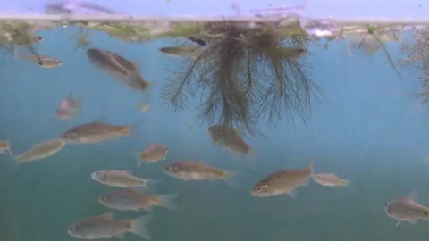 A group of wader pari fish (Rasbora lateristriata) 動画素材 330367607