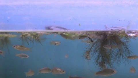 A group of wader pari fish (Rasbora lateristriata) 動画素材 330368013
