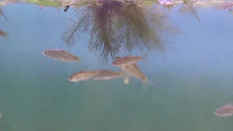 A group of wader pari fish (Rasbora lateristriata) 動画素材 330369429