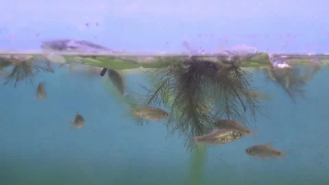 A group of wader pari fish (Rasbora lateristriata) 動画素材 330369436
