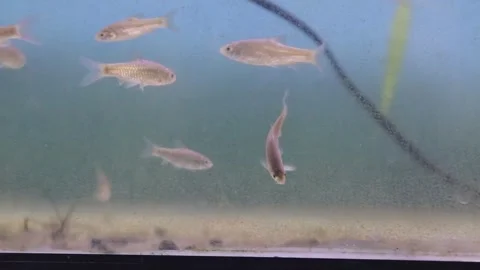 A group of wader pari fish (Rasbora lateristriata) 動画素材 330369865