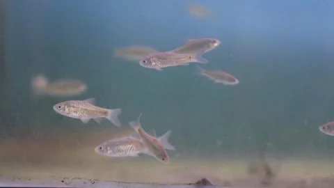 A group of wader pari fish (Rasbora lateristriata) swimming together Stock-Footage 331170746
