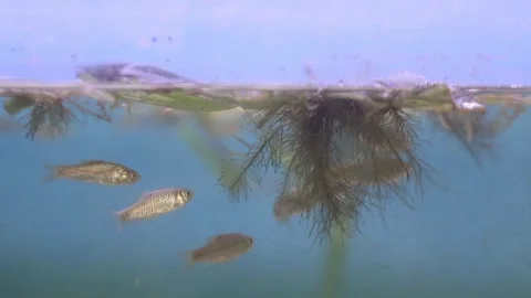 A group of wader pari fish (Rasbora lateristriata) swimming together Stock-Footage 331170776