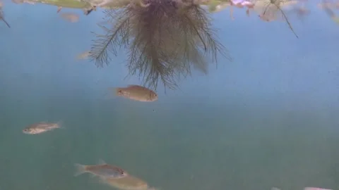 A group of wader pari fish (Rasbora lateristriata) swimming together Stock-Footage 331170797