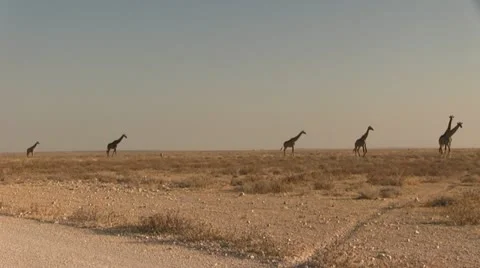 Group of walking giraffes 스톡 동영상 11976795