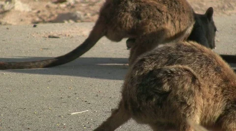 Group of wallabies feeding Stock Footage 856166