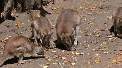 A group of wallabies 스톡 동영상 265395875
