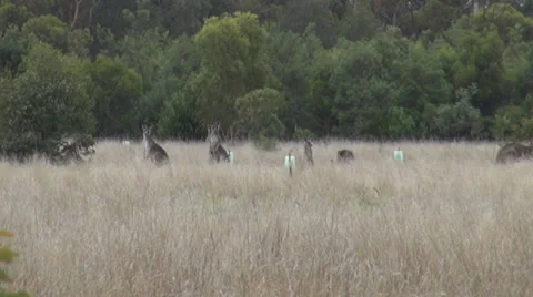A group of Wallabies in their native Australian habitat Stock Footage 38376406