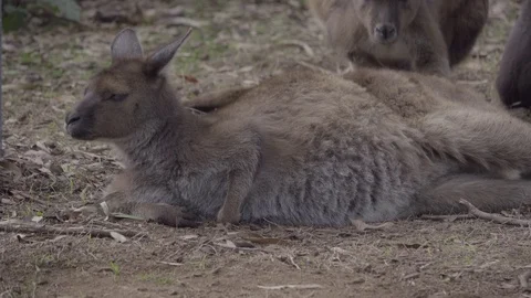 Group of wallaby kangaroos resting Stock Footage 83868905