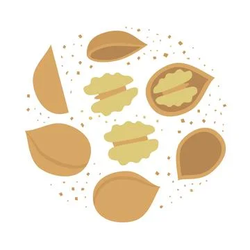 Group of walnuts. Color vector flat illustration isolated on white background Stock Illustration