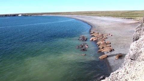 Group of walruses rest on shores of Arctic Ocean on New Earth in Russia. Stock Footage