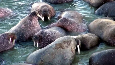 Group of walruses rest in water of Arctic Ocean on New Earth in Russia. Stock Footage