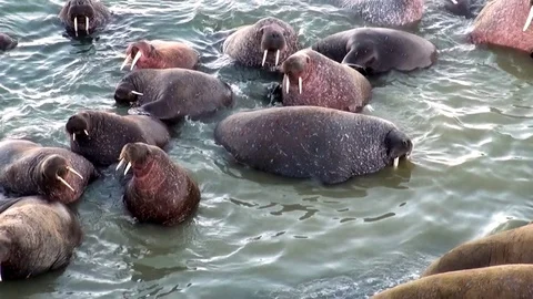 Group of walruses rest in water of Arctic Ocean on New Earth in Russia. Stock Footage