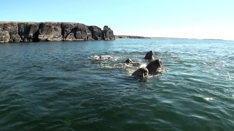 Group of walruses rest in water of Arctic Ocean on New Earth in Russia. Stock Footage