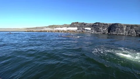 Group of walruses rest in water of Arctic Ocean on New Earth in Russia. Stock Footage 80833099