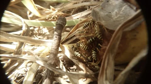 Group of Wasp Hardly Gobble up Rotten Pear Time Lapse Macro Stock Footage 67172317