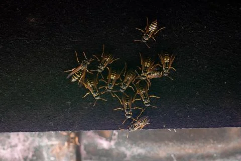 Group of wasps Stock Photos