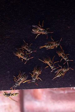 Group of wasps Stock Photos