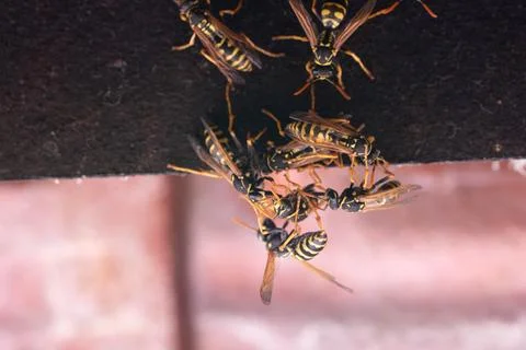 Group of wasps Stock Photos