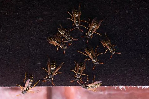Group of wasps Stock Photos